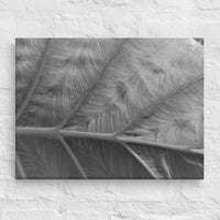 Close up of elephant ear plant leaf - Canvas