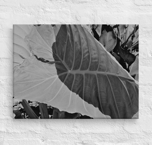 Folded elephant ear leaf - Canvas