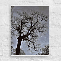 Bare tree against cloudy skies - Unframed