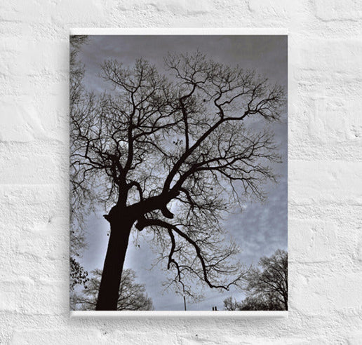 Bare tree against cloudy skies - Unframed