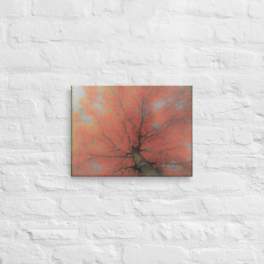 Looking up red tree- Canvas