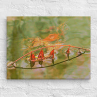 Floating leaves on a lake - Canvas