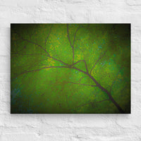 Light filtering through branches and leaves - Canvas