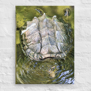 Turtle in water- Unframed