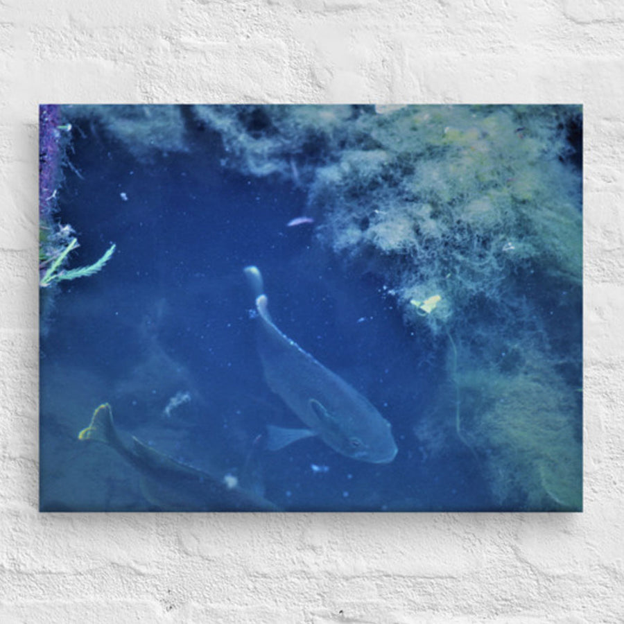 Fish under water - Canvas