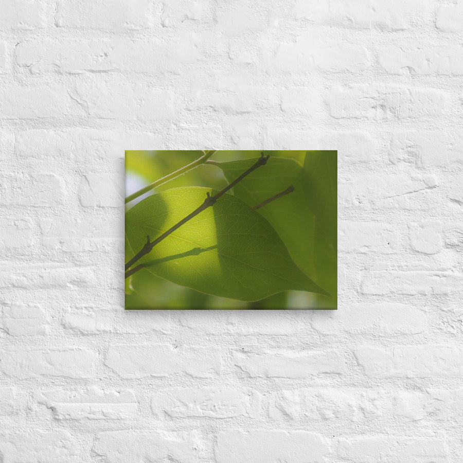 Sunlight through a leaf - Canvas