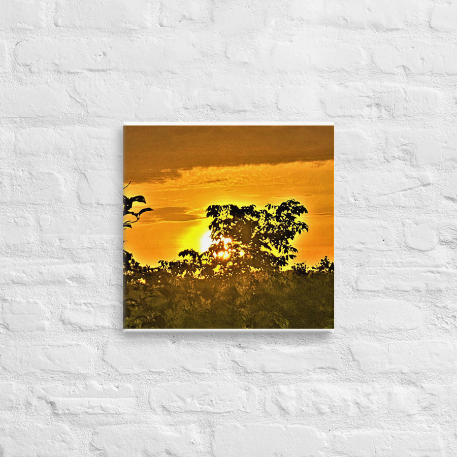 Sunrise illuminating a tree top - Canvas