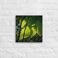 Leaves in sunlight - Canvas