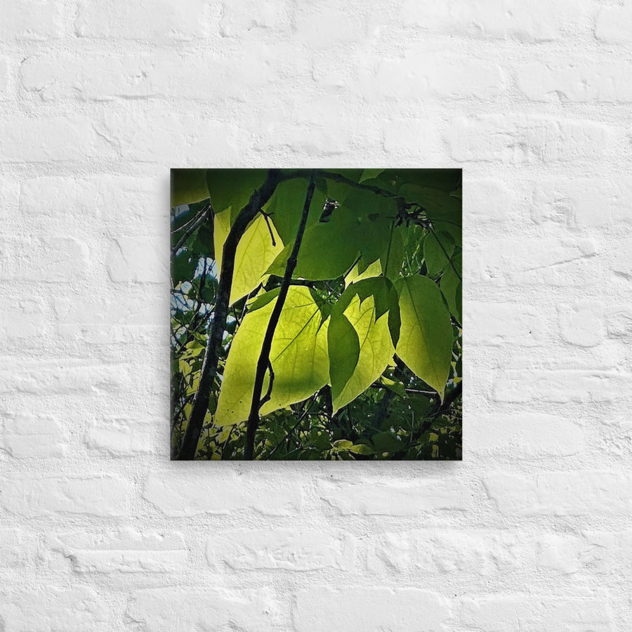 Leaves in sunlight - Canvas