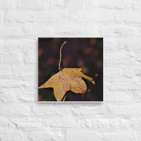 Last fallen leaf, resting on branch - Canvas