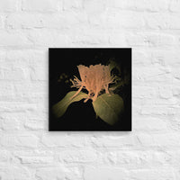Hucklesuckle flower - Canvas