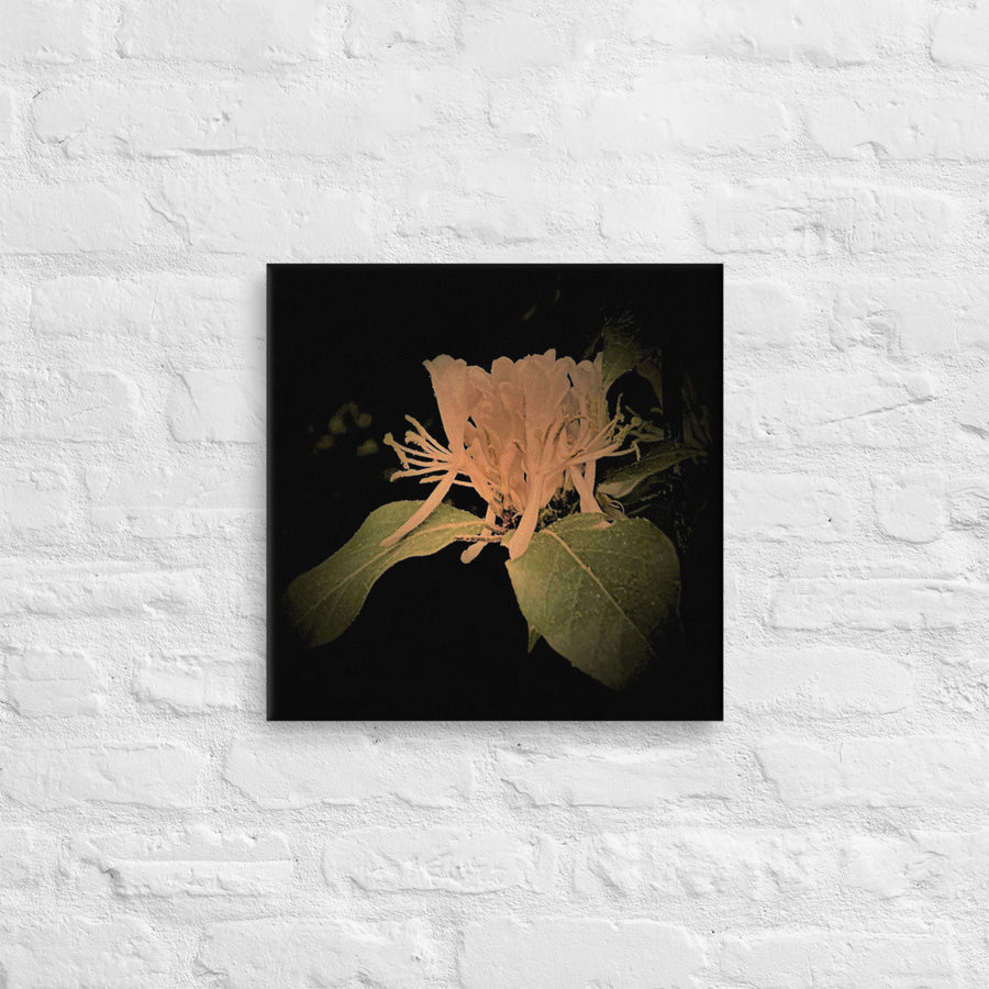 Hucklesuckle flower - Canvas
