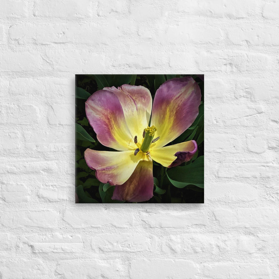 Fleeting tulip - Canvas