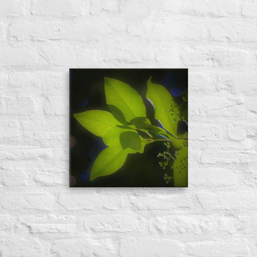 Leaves glowing in sunlight - Canvas