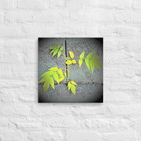 Plant growing through cement wall - Canvas