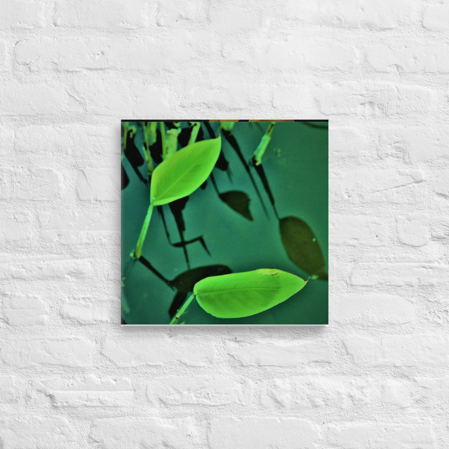 Two plants with reflections - Canvas