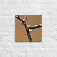 Raindrop at intersection of branches - Canvas