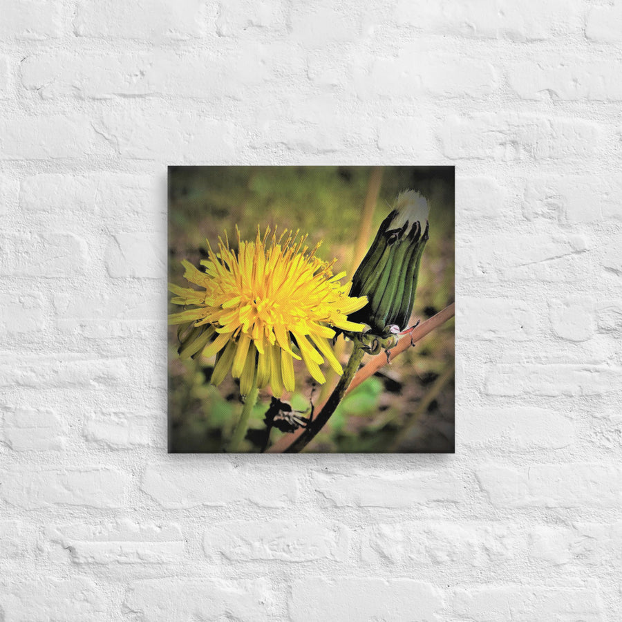 Beauty of the dandelion - Canvas
