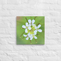 White petals and buds- Canvas