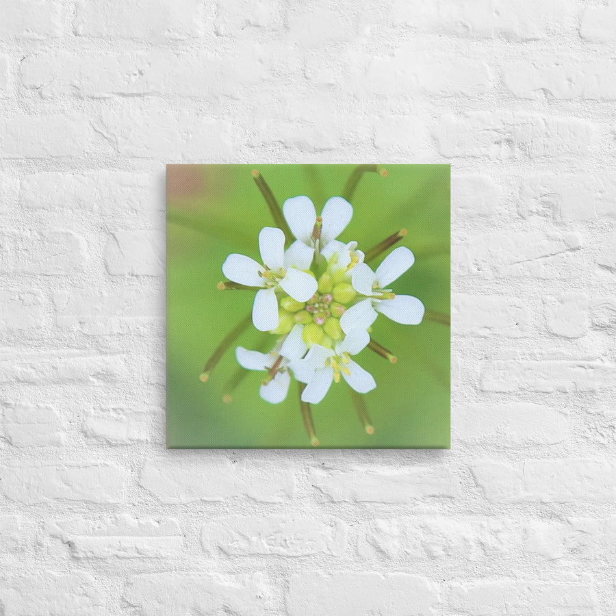 White petals and buds- Canvas