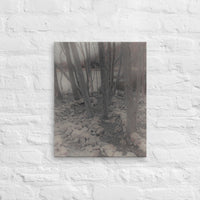 Trees along a stony path - Canvas