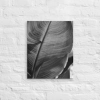 Exquisite lines of elephant ear plant - Canvas