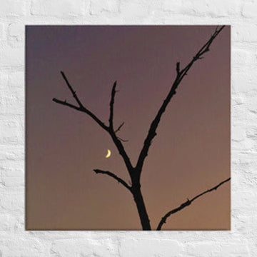 Tree with crescent moon in Flint Hills of Kansas - Canvas