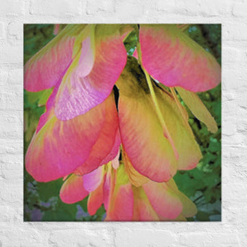 Helicopter seeds of a maple tree - Canvas