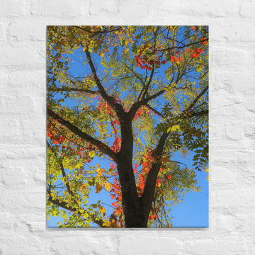 Fall has arrived! - Canvas