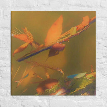 Floating leaves in a lake - Canvas