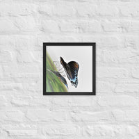 Butterfly - Framed