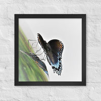 Butterfly - Framed