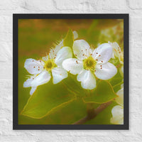 Flowering dogwood - Framed