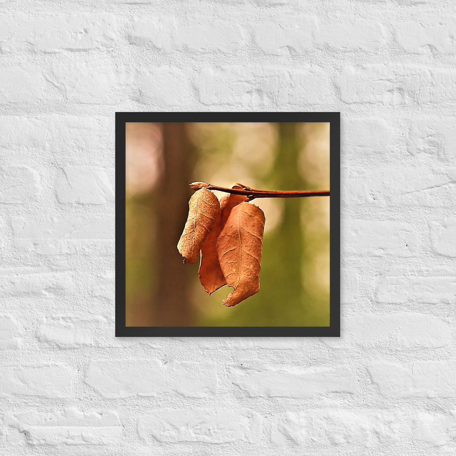Three brown leaves - Framed