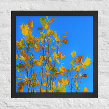 Fall leaves aplenty - Framed