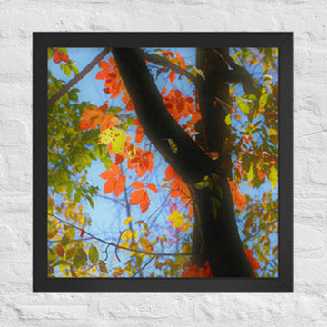 Red and yellow leaves - Framed