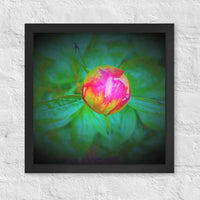 Peony bud - Framed