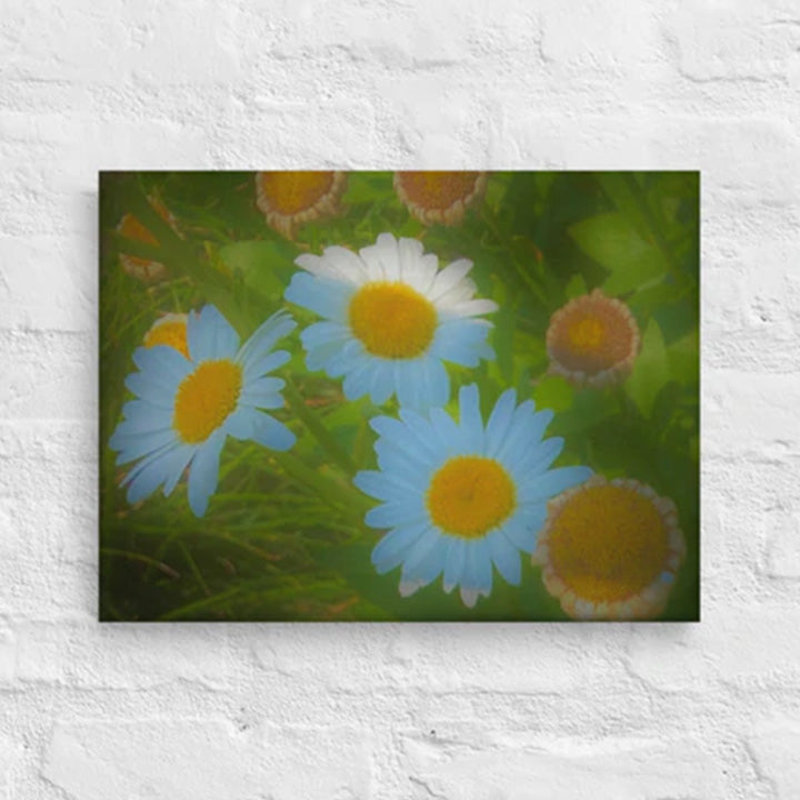 Daisies - Canvas