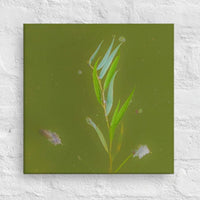 Plants and feathers floating on a lake - Canvas