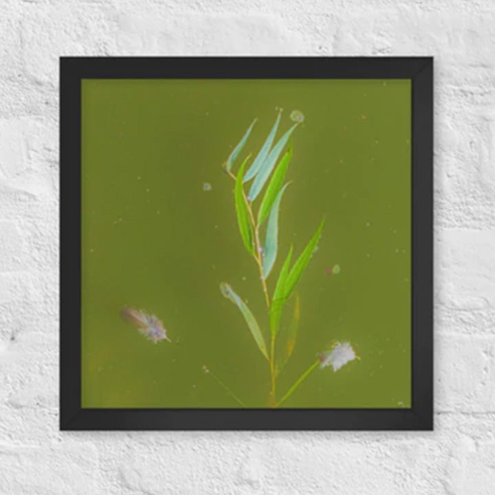Plants and feathers floating on a lake - Framed