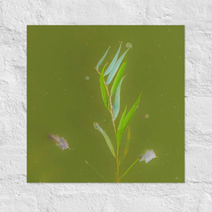Plants and feathers floating on a lake - Unframed