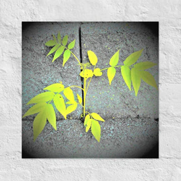 Plant growing through cement wall - Unframed