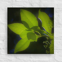 Leaves glowing in sunlight - Canvas