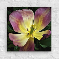 Fleeting tulip - Canvas
