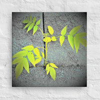 Plant growing through cement wall - Canvas