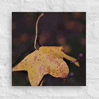 Last fallen leaf, resting on branch - Canvas