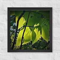 Leaves in sunlight - Framed