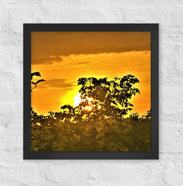 Sunrise illuminating a tree top - Framed