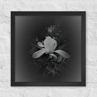 Single white flower in dark- Framed