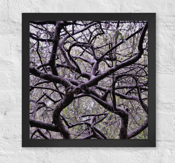 Twisted branches - Framed